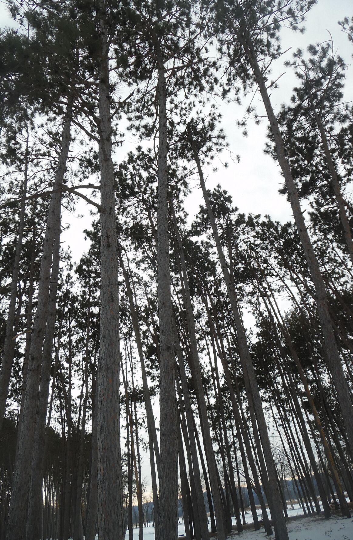 Towering